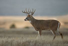 whitetail-buck-deer